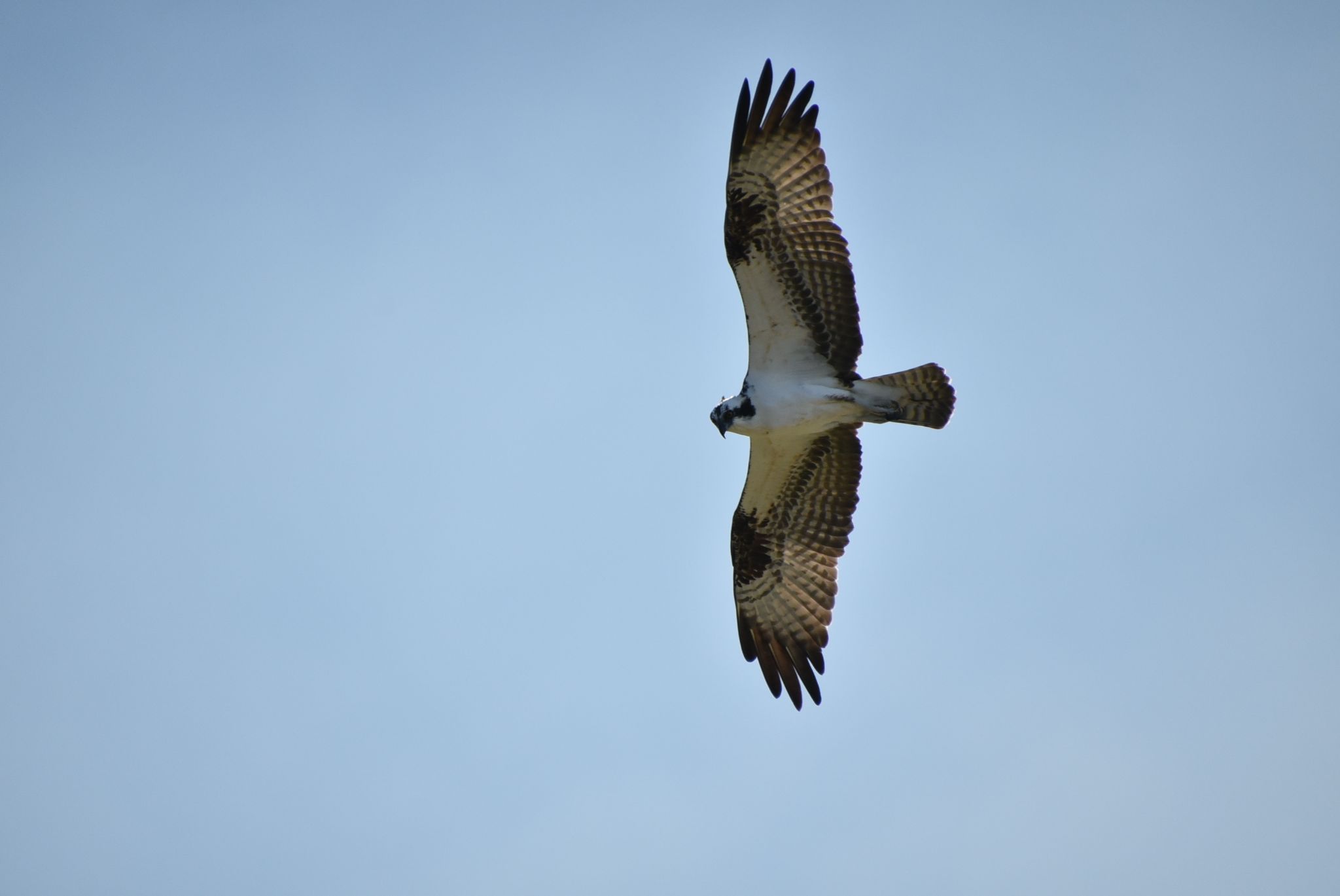 Myakka River State Park